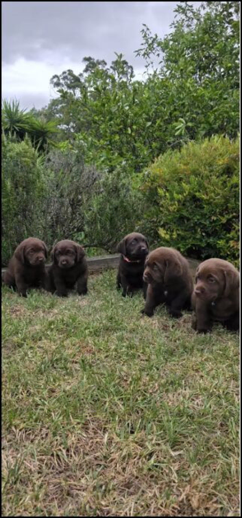 Black Labrador Retriever Puppies &ndash; 4 Boys & 1 Girl Available