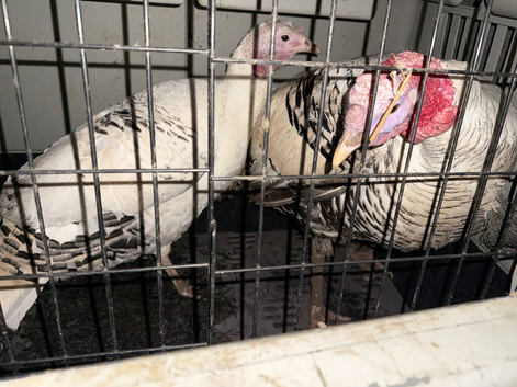 Turkey hatching eggs