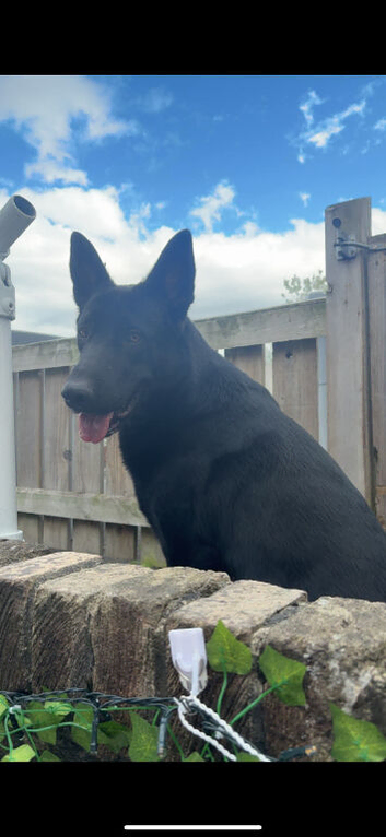 3year old German shepherd