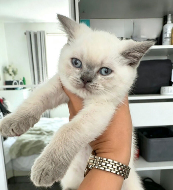 2 Beautiful British Shorthair ColourPoint Kittens