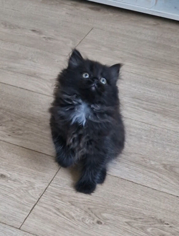 RESERVED kitten British Longhair Shorthair