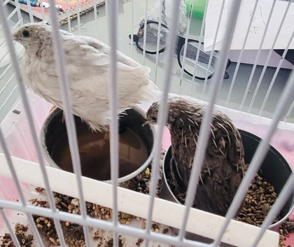 2 baby quails