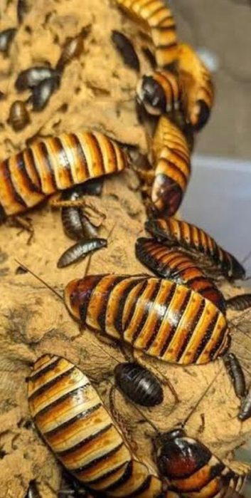 HALLOWEEN HISSING COCKROACHES