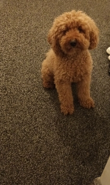 F1Bb Cavapoo boy