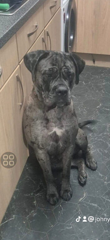 Mastiff hybrid/banddog