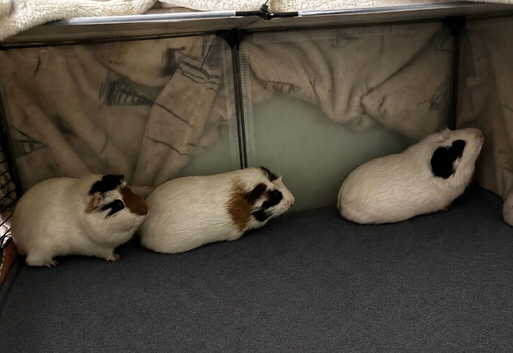 3 male guinea pigs