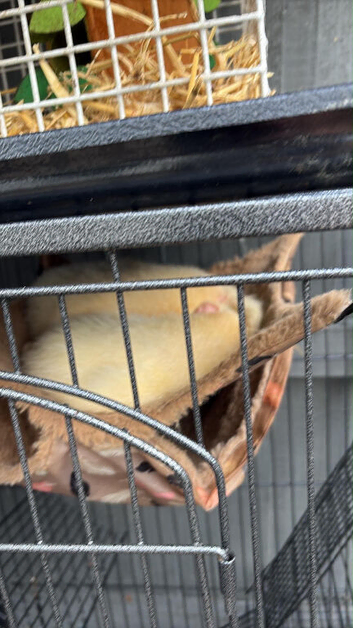 Ferrets