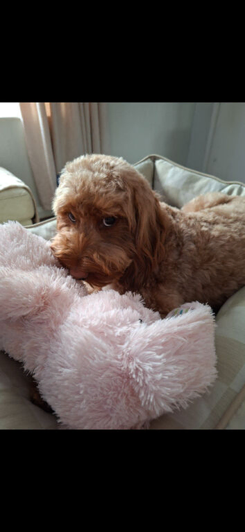 Cockapoo girl red