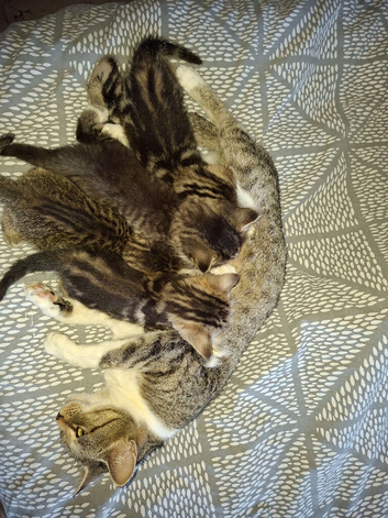 4 beautiful male kittens