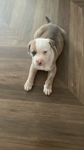 American bull staffs male