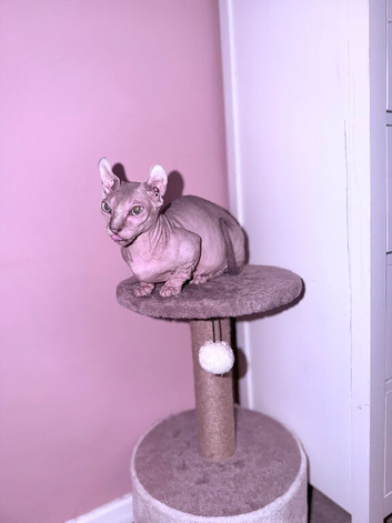 Bambino sphynx