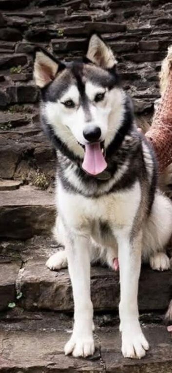 Gorgeous siberian Husky STUD