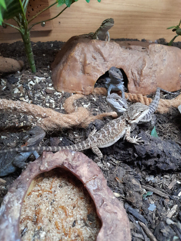 Baby bearded dragons