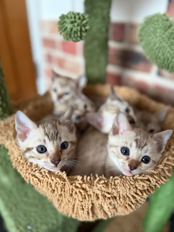 Blue-eyed Albinose-Snow Lynx Bengals, TICA Active.
