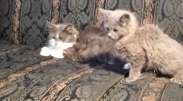 Norwegian Forest Cat x Russian Blue Kittens