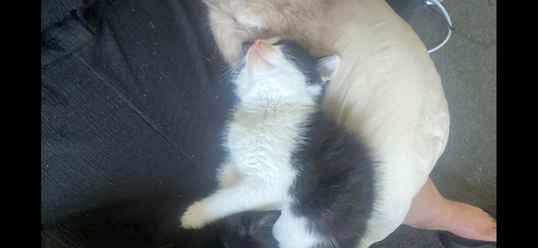 2 male kittens