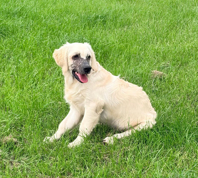 Lovely Puppy Boy (KC)