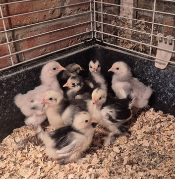 Pekin Bantam chicks