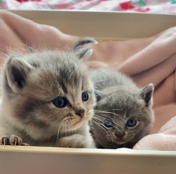 BEAUTIFUL KITTENS