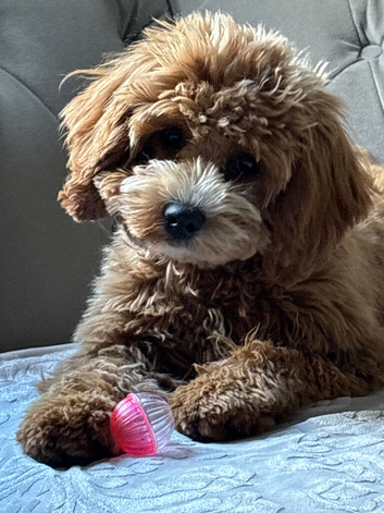 Gorgeous cavapoo female