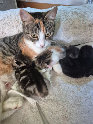 Kittens