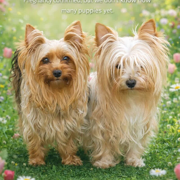 Boy yorkshire terrier