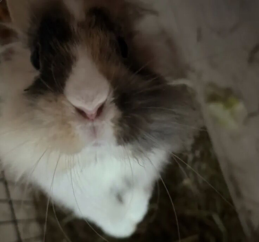 Damon the rabbit