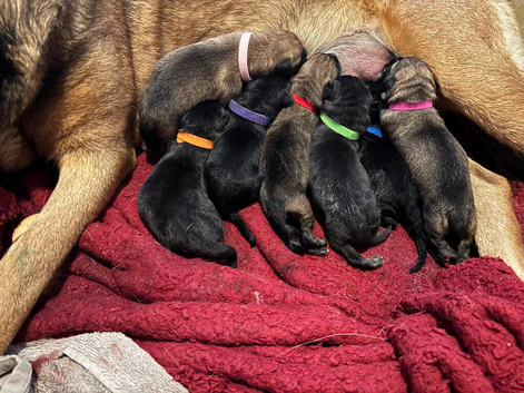 German Shepherd X Puppies For Sale