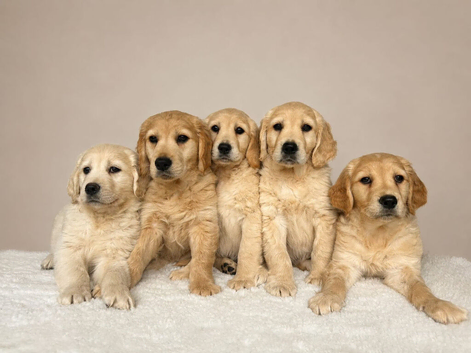 Golden Retriever Puppies 8 weeks old