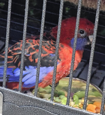 Proven pair Rosellas