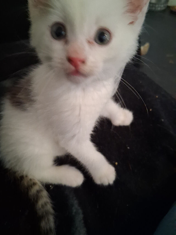 kittens
