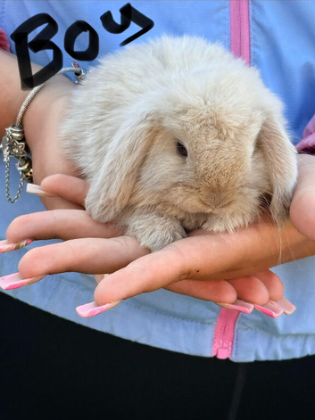 Mini lop boy ready to find his forever home