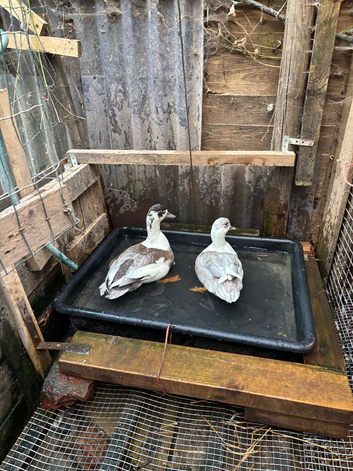 Pair of call ducks