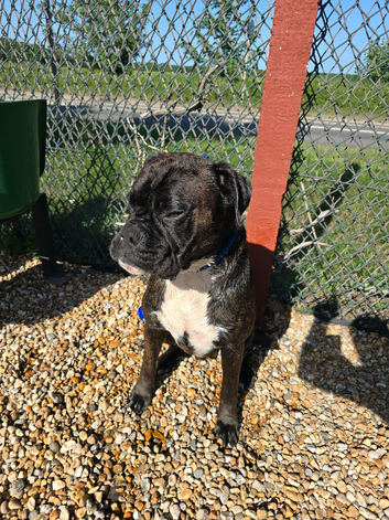 3 year old male boxer
