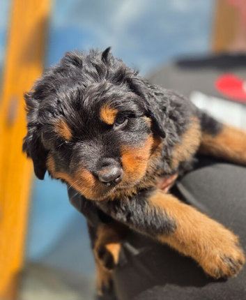 Long haired rottweiler pups