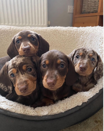 4 beautiful Dashound puppy's