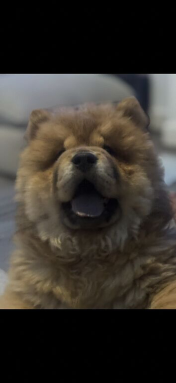 Exceptional chow chow bear ** now fully vaccinated **