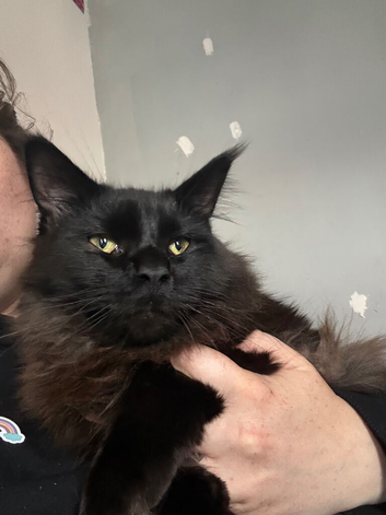 Maine Coon Cat for Sale - &pound;600