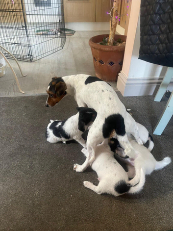 Exceptional Jack Russell Terrier Puppies &ndash; Home Reared with Outstanding Temperaments
