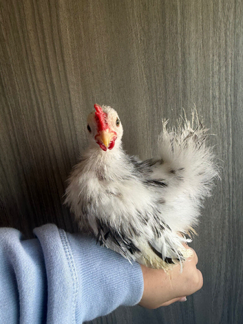 8-9 week old Serama rooster