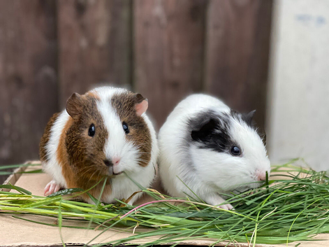 Ready now, 2 male guinea pig