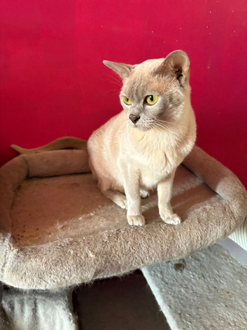 Maine coon x Burmese