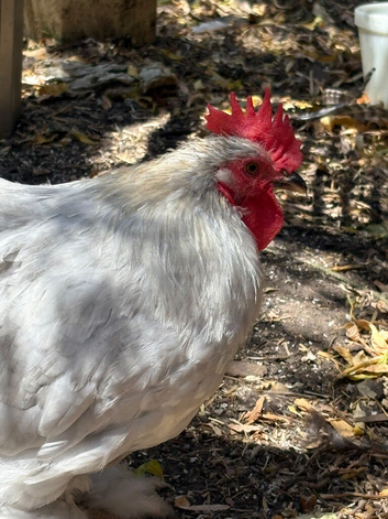 Pekin bantam rooster