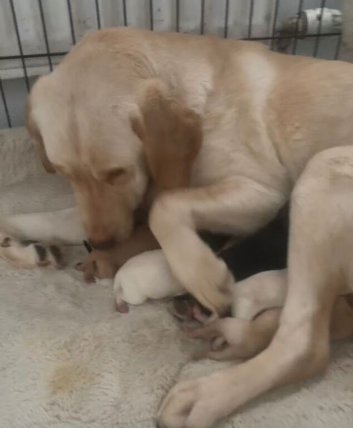 lab puppies