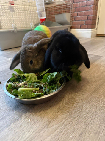 Daffy & Lola