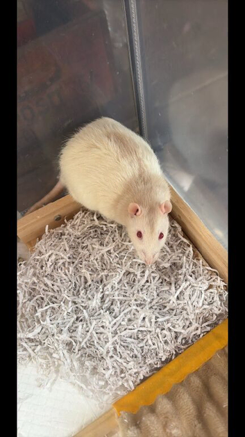 Baby rats