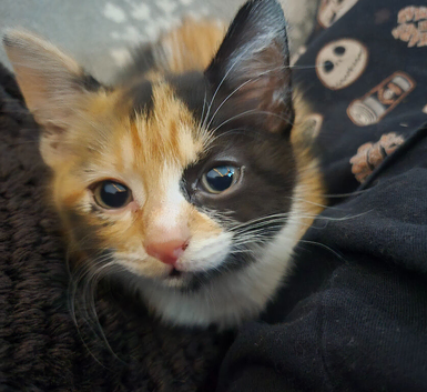2 kittens