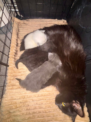 Ragdoll kittens available
