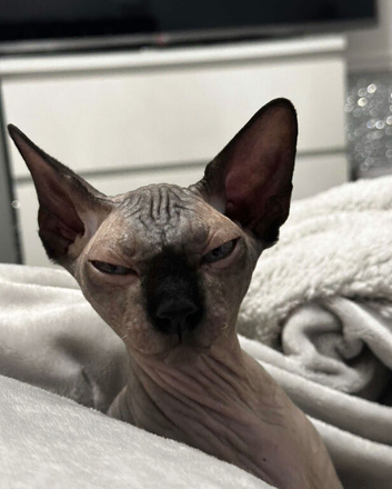 Tica registered Entire Male spynx