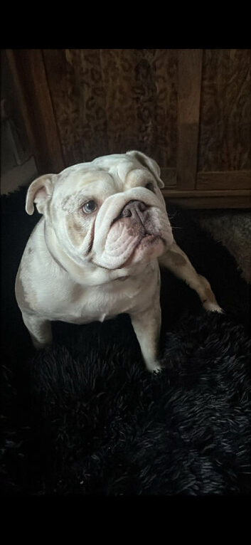 Expecting English bulldog puppies